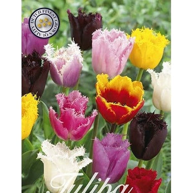 Tulpan Franstulpan Mix 20-pack