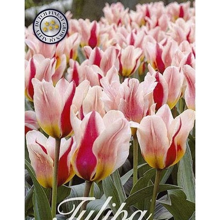 Tulpan Mary Ann 15-pack