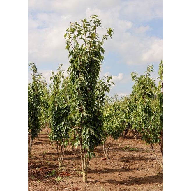 Prydnadskörsbär - Prunus serrulata &
