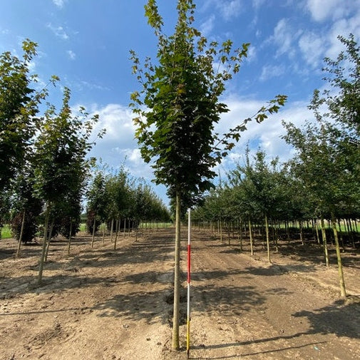 Pelarlönn - Acer platanoides 'Columnare'  - Stammens omkrets 20-25 cm, höjd 4-4,5 meter,   HS,