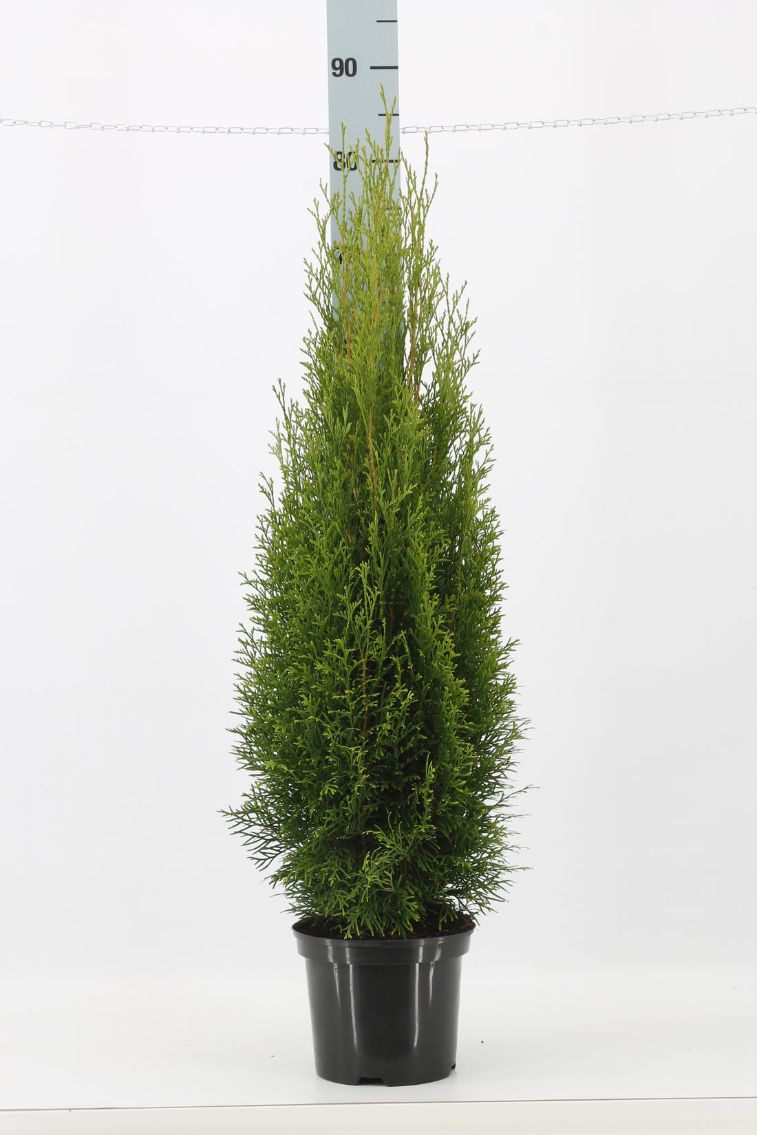 Thujor Smaragd ; 80-100 cm 3 L kruka