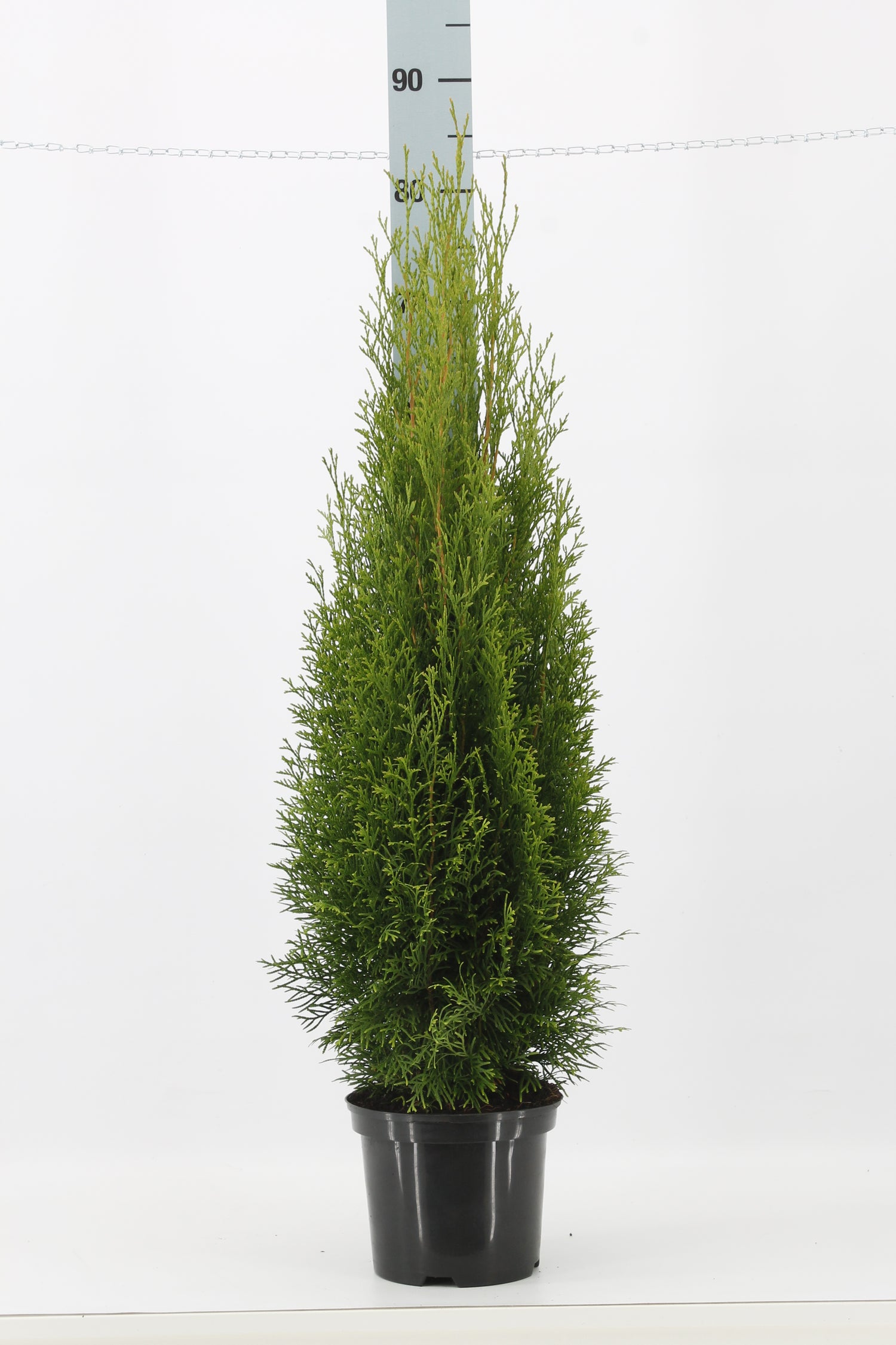 Thujor Smaragd ; 80-100 cm 3 L kruka