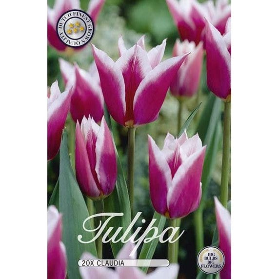 Tulpan Claudia 20-pack