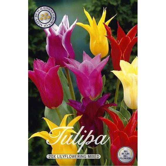 Tulpan Liljeblommande Mix 20-pack