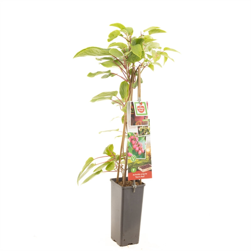 Kiwifrukt - Actinidia deliciosa &
