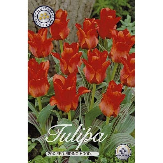 Tulpan Rödluvan 20-pack