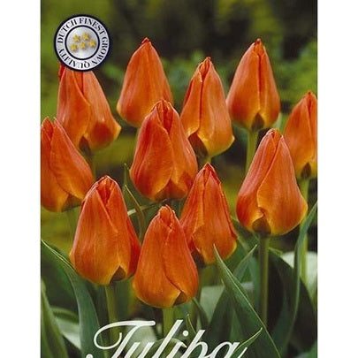 Tulpan Orange Toronto 20-pack
