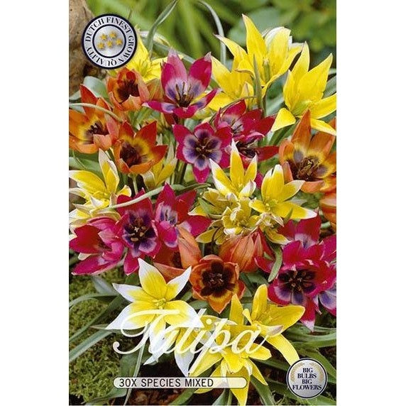 Tulpan Vildartad Mix 30-pack
