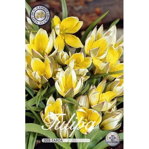 Tulpan Tarda 30-pack