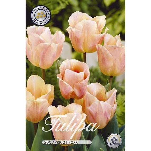 Tulpan Apricot Foxx 20-pack