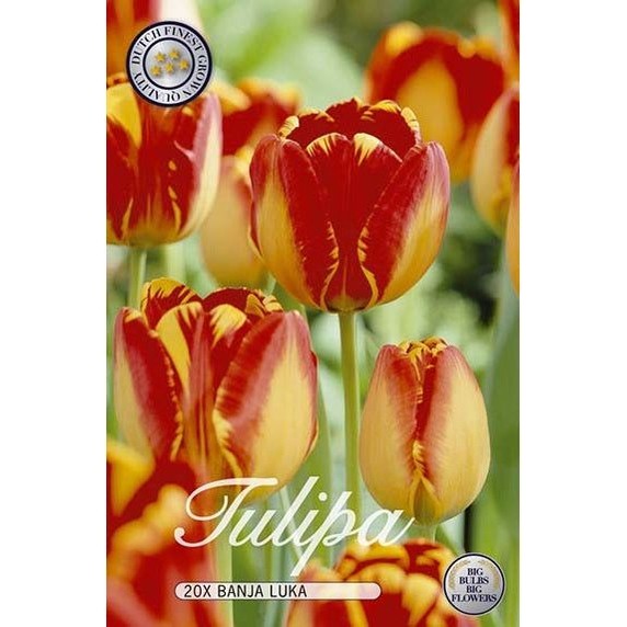 Tulpan Banja Luka 20-pack