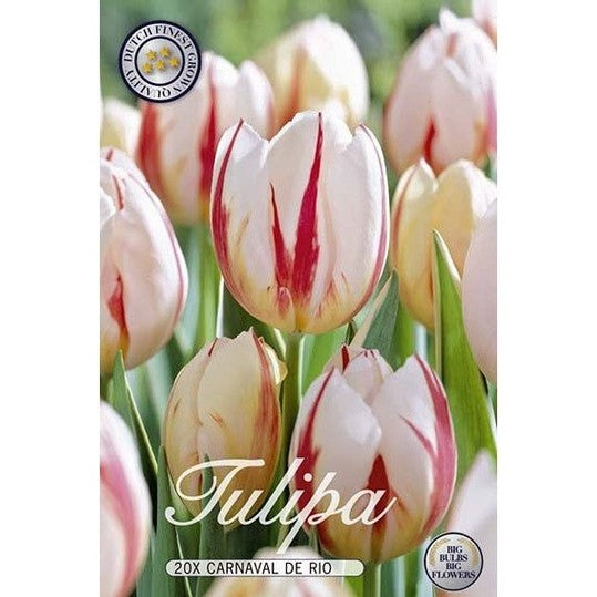 Tulpan Carnaval de Rio 20-pack