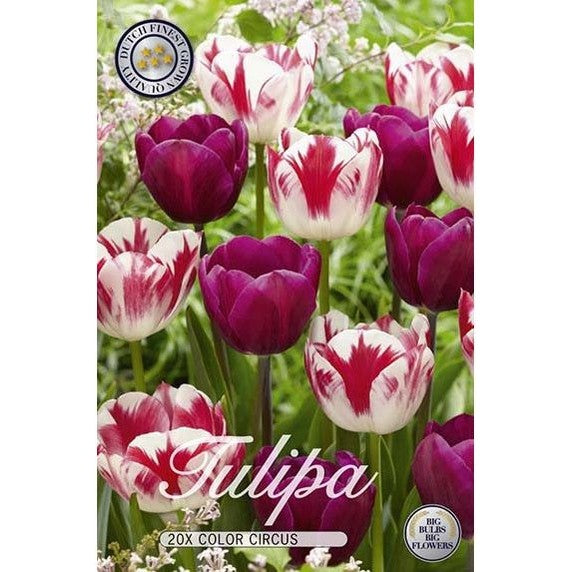 Tulpan Colour Circus 15-pack