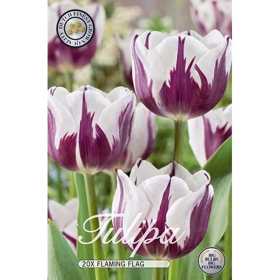 Tulpan Flaming Flag 20-pack