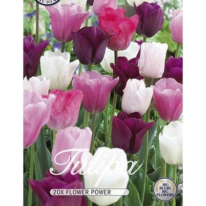 Tulpan Flower Power 15-pack