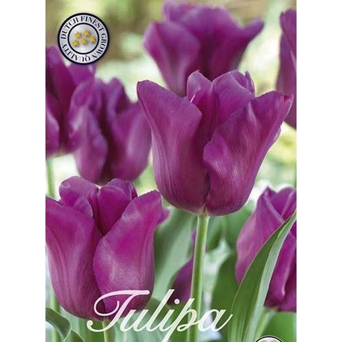 Tulpan Passionale 20-pack
