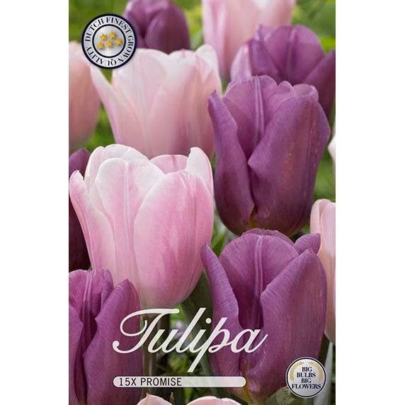 Tulpan Promise 15-pack