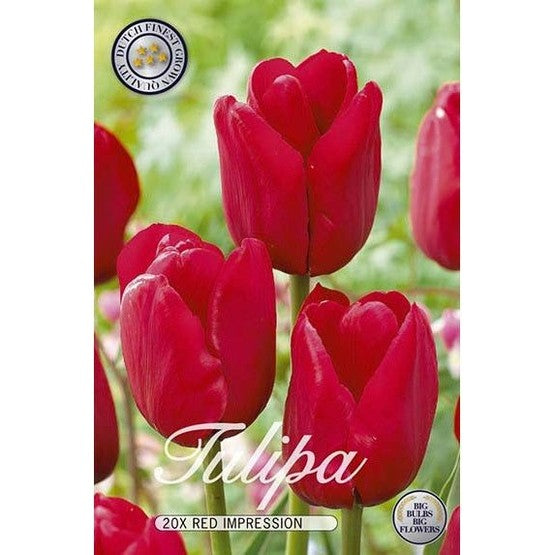 Tulpan Red Impression 20-pack