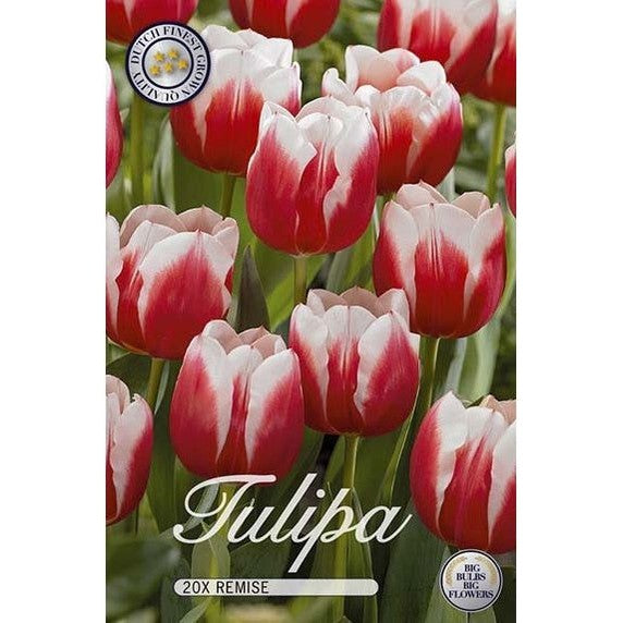 Tulpan Remise 20-pack