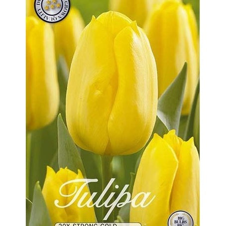 Tulpan Strong Gold 20-pack
