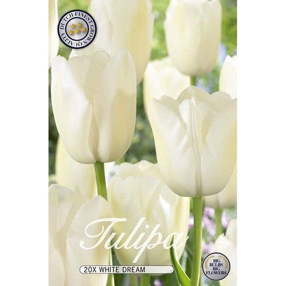 Tulpan White Dream 20-pack