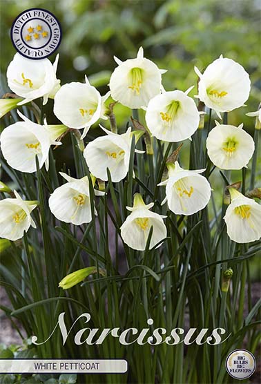 Narcissus &