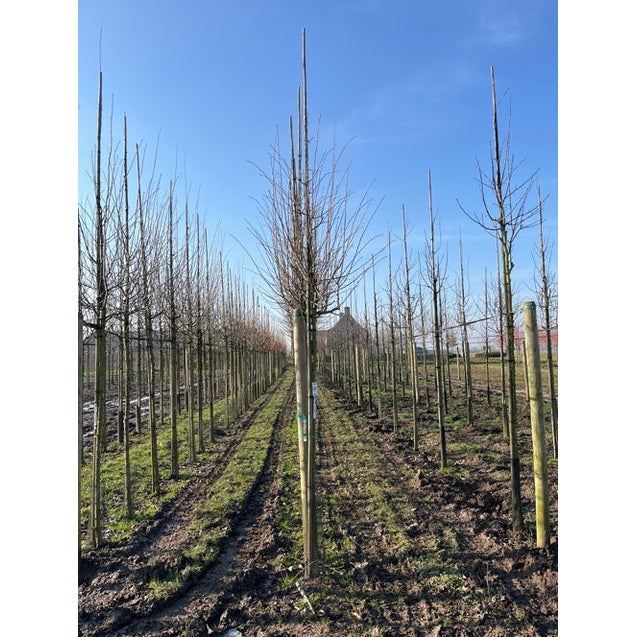 Rosenhagtorn - Crataegus media 'Paul's Scarlet' 12-14  HS,