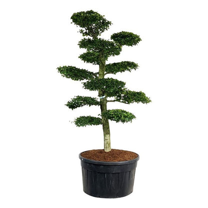 Carpinus betulus Bonsai 225–250 cm