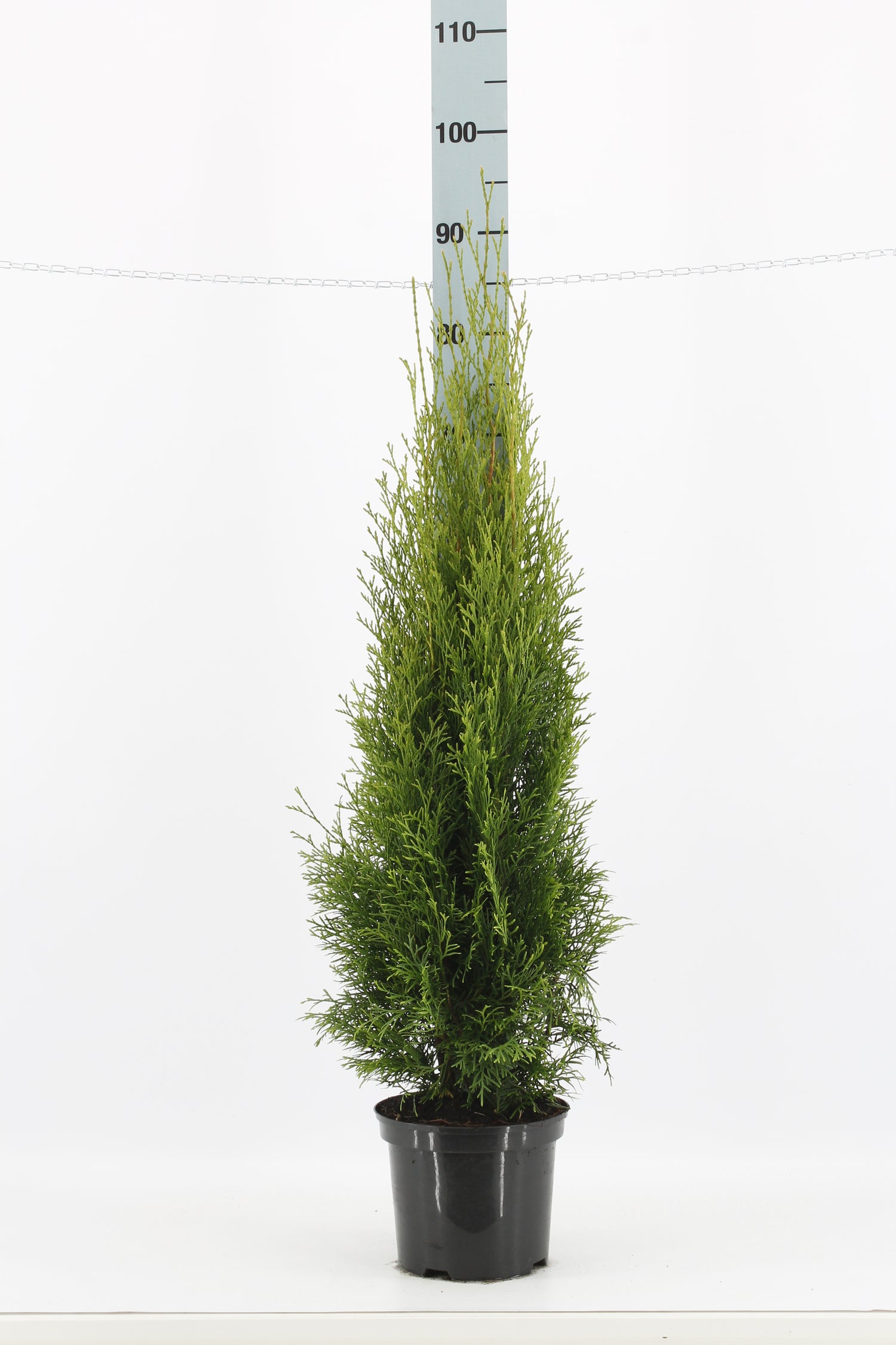 Thujor Smaragd ; 80-100 cm 5 L kruka