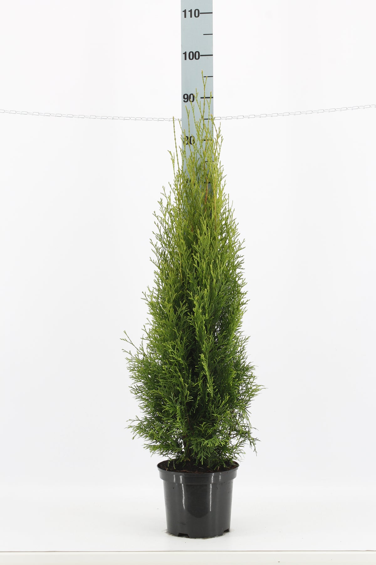 Thujor Smaragd ; 80-100 cm 5 L kruka