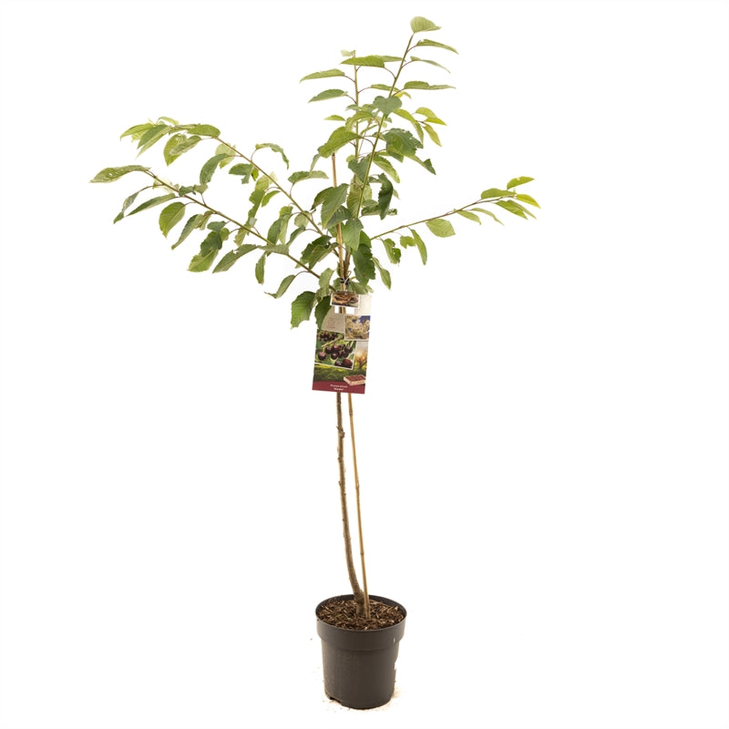 Prunus avium &