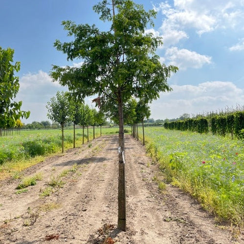 Kinesisk sekvoja - Metasequoia glyptostroboides  - Stammens omkrets 20-25 cm, höjd 4-4,5 meter,   HS,