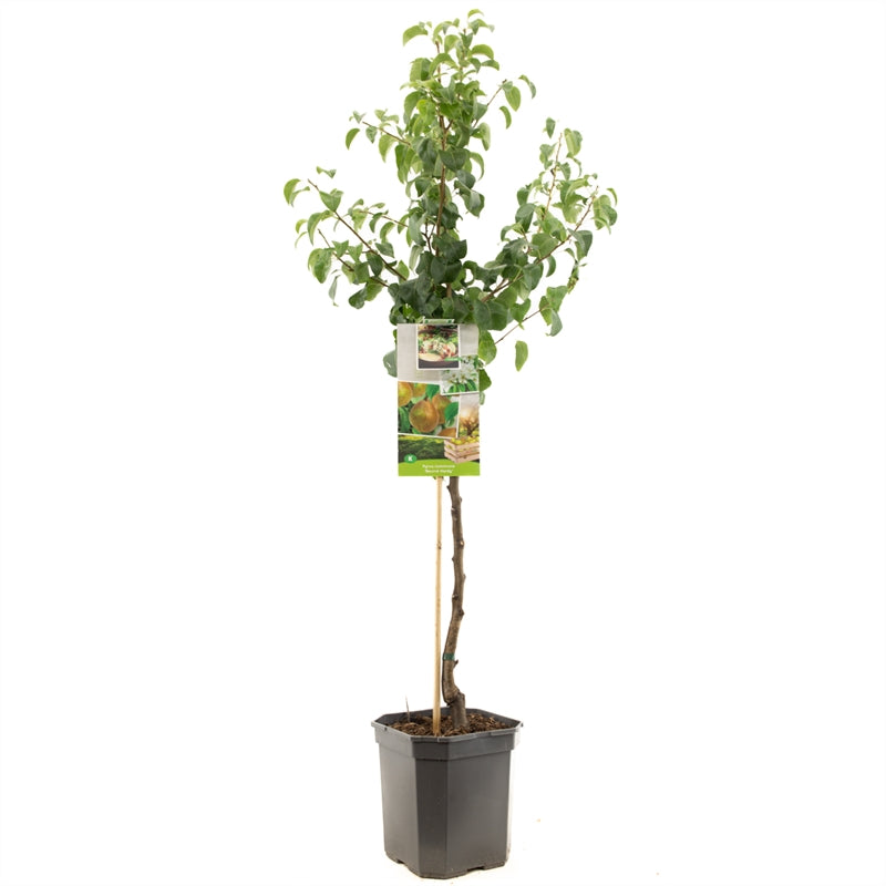 Pyrus communis &