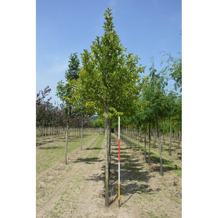 Japansk magnolia - Magnolia kobus  - Stammens omkrets 18-20 cm, höjd 4 +/- meter,   HS,