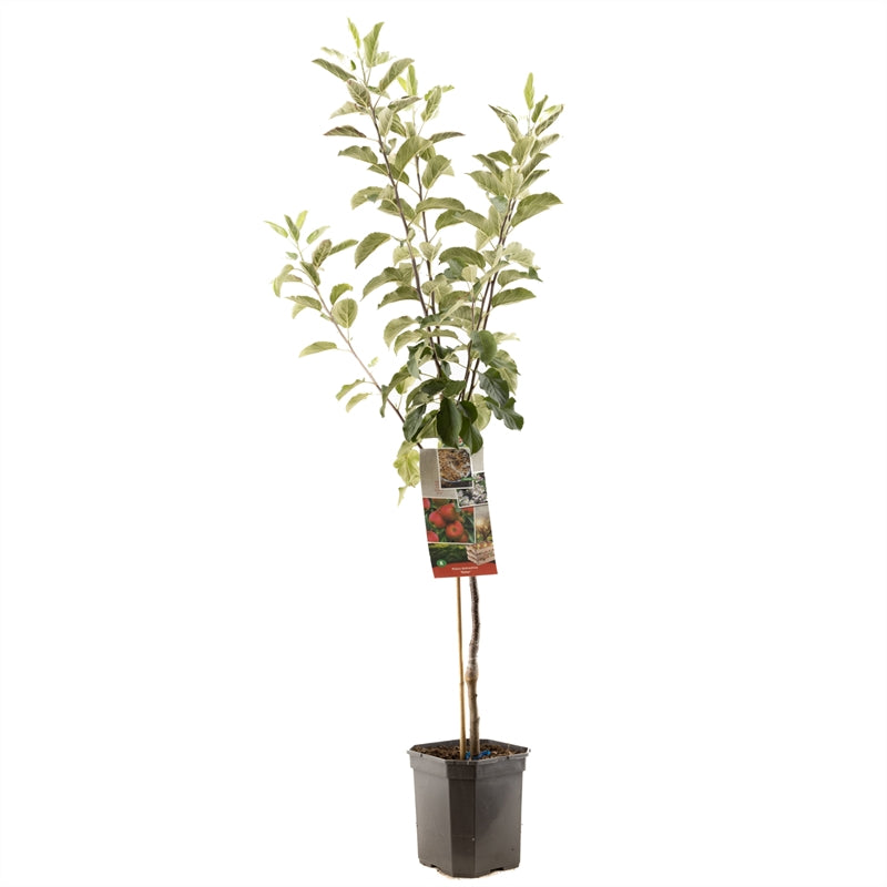 Malus domestica CPRO &