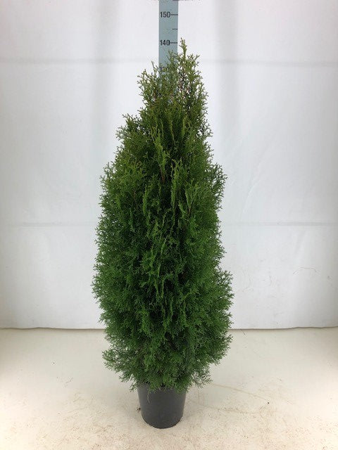 Thujor Smaragd ; 120-140 cm 12 L kruka