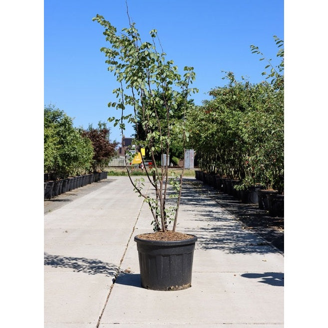 Judasträd - Cercis siliquastrum 200-250 MS CONT