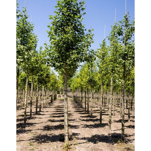 Gråal - Alnus incana  - Stammens omkrets 16-18 cm, höjd 3,5-4 meter,   HS, COCO