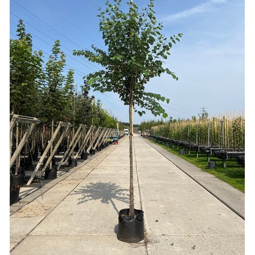 Katsura - Cercidiphyllum japonicum  - Stammens omkrets 14-16 cm, höjd 3,5-4 meter,   HS, CONT