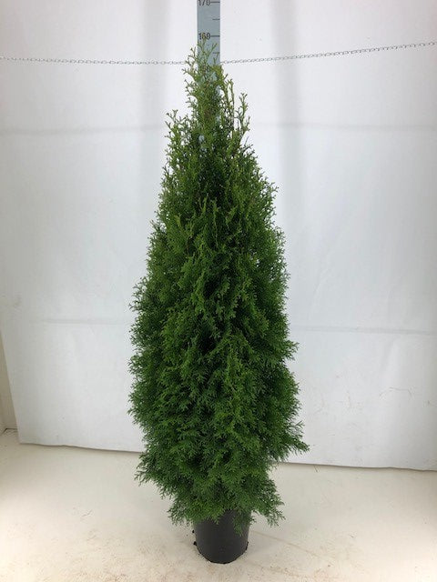 Thujor Smaragd ; 140-160 cm 12 L kruka