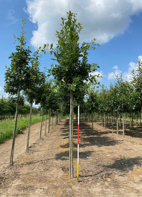 Quercus bimundorum 'Crimschmidt' 18-20HO