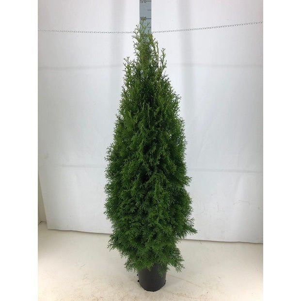 Thujor Smaragd -  140-160 cm