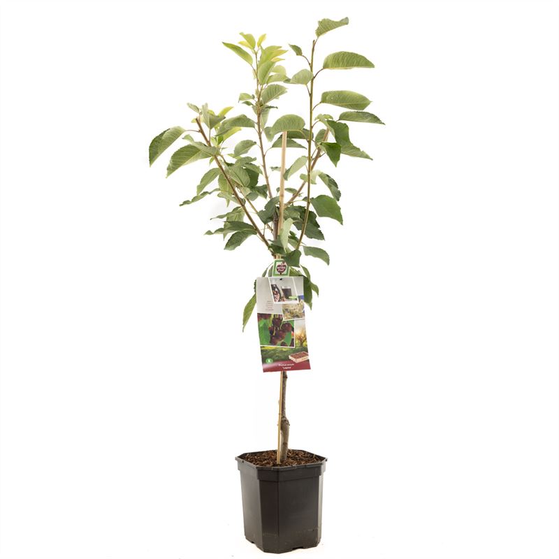 Prunus avium &