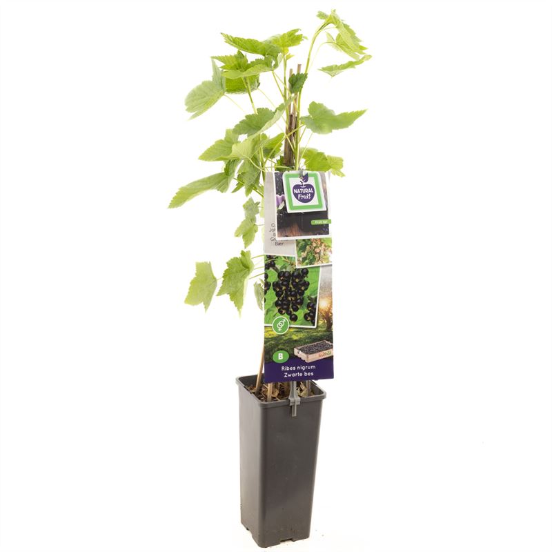 Ribes nigrum &