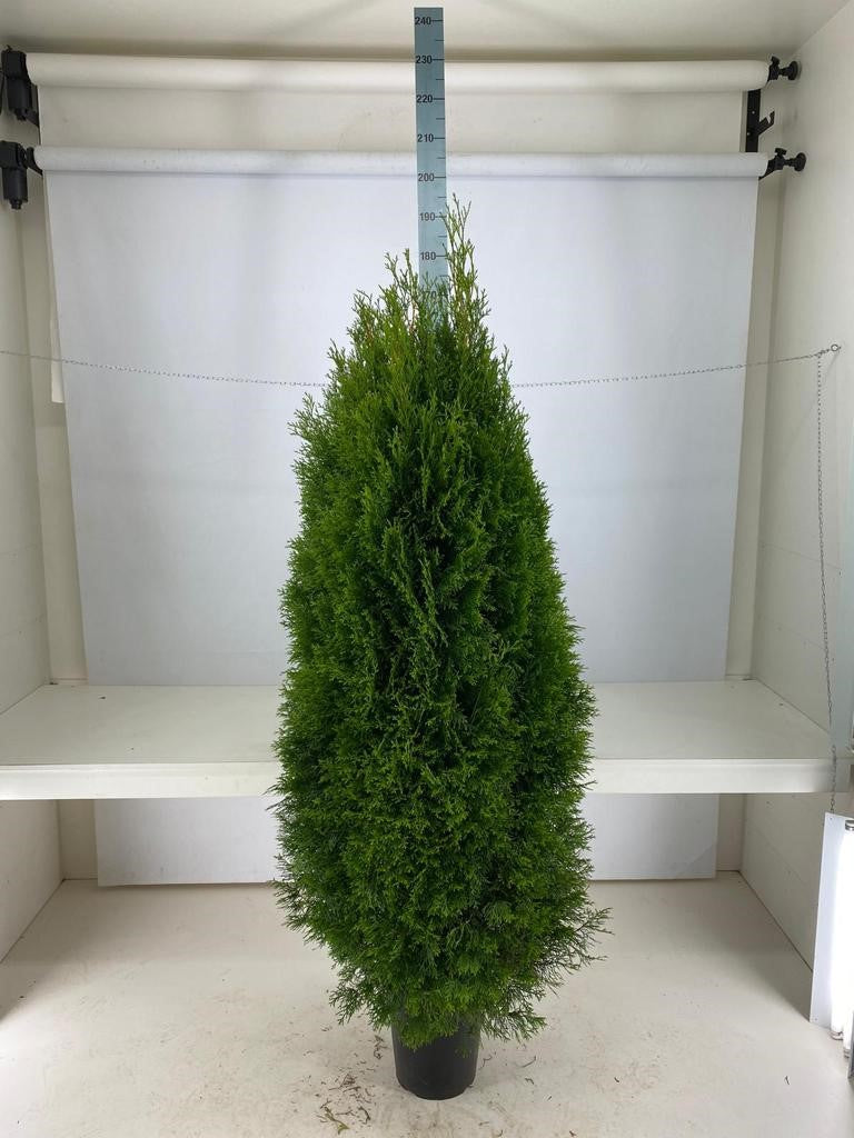 Thujor Smaragd ; 160-180 cm 12 L kruka