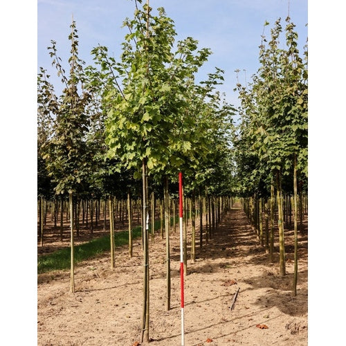 Lönn - Acer platanoides Princeton Gold  - Stammens omkrets 16-18 cm, höjd 3,5-4 meter,   HS,
