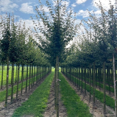 Naverlönn - Acer campestre &
