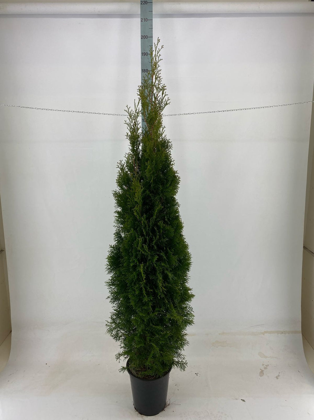 Thujor Smaragd ; 180-200 cm 12 L kruka