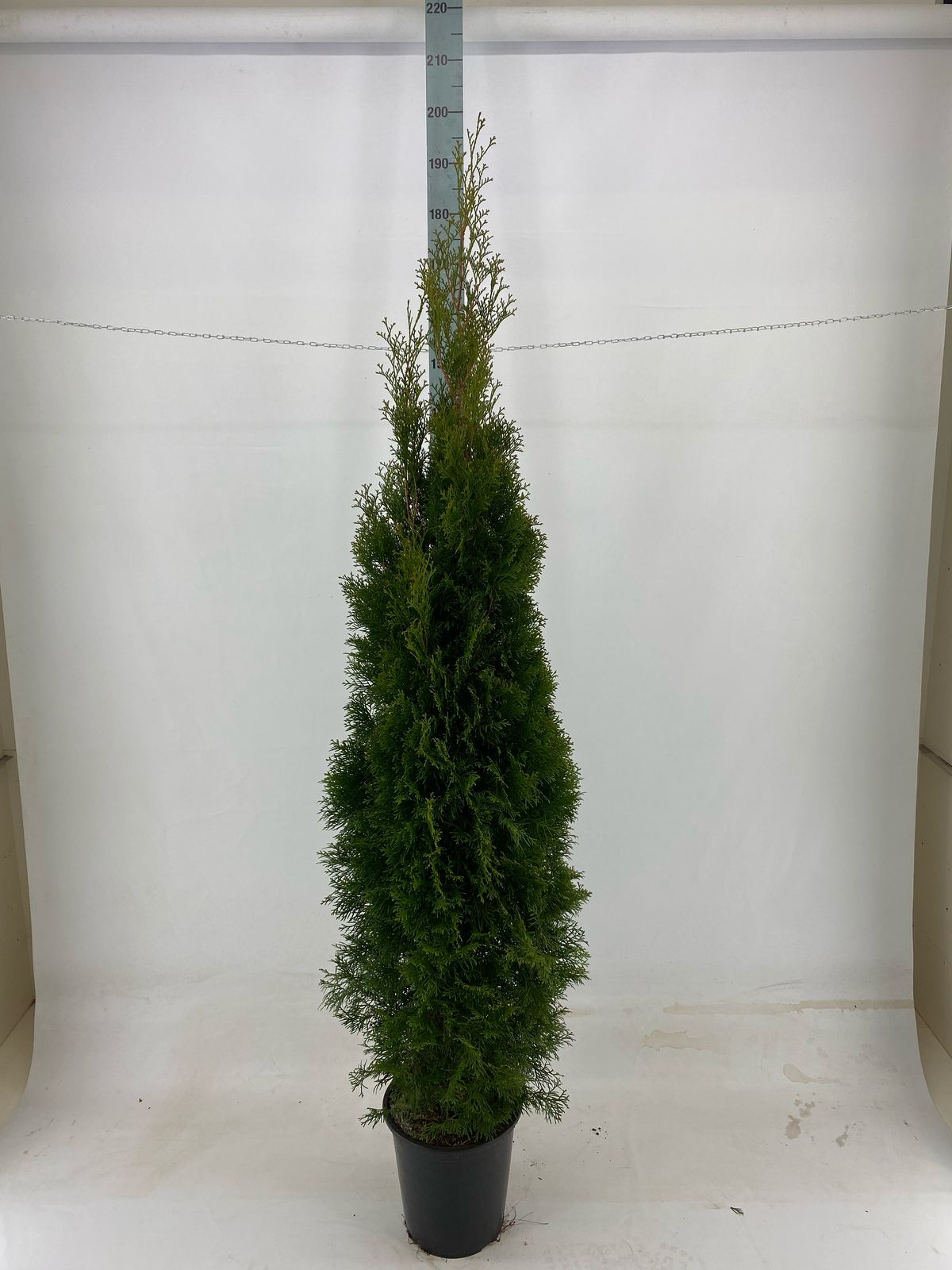 Thujor Smaragd ; 180-200 cm 12 L kruka