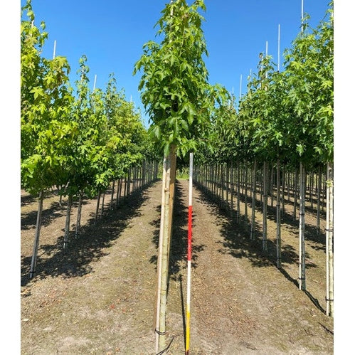 Ambraträd - Liquidambar styraciflua &